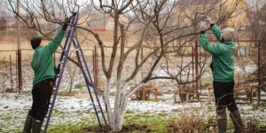 مزرعه ، سامانه مزرعه