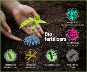 مزرعه ، سامانه مزرعه