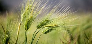 سامانه مزرعه