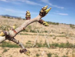 مزرعه ، سامانه مزرعه