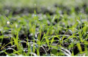 مزرعه ، سامانه مزرعه