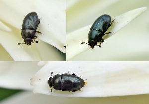 مزرعه ، سامانه مزرعه