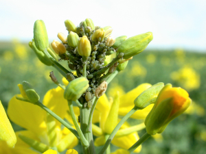 مزرعه ، سامانه مزرعه