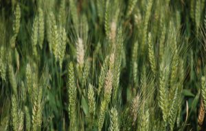 مزرعه ، سامانه مزرعه