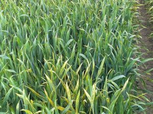 مزرعه ، سامانه مزرعه