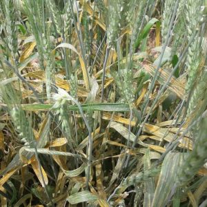 مزرعه ، سامانه مزرعه