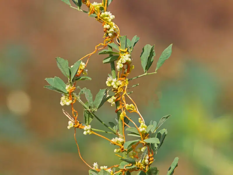 سامانه مزرعه